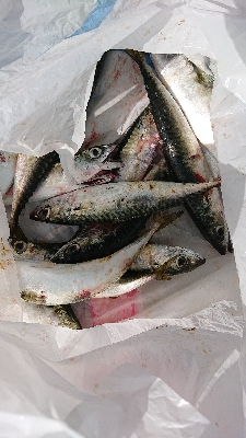 南港サバリング