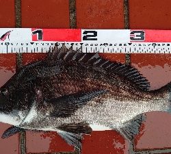 イガイ団子で真チヌ