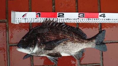 イガイ団子で真チヌ