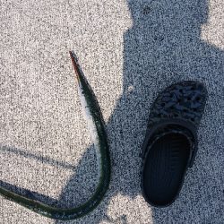 久しぶりの投稿