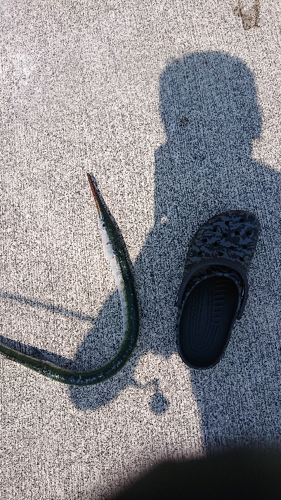 久しぶりの投稿