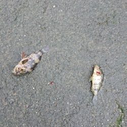 久しぶりのライト