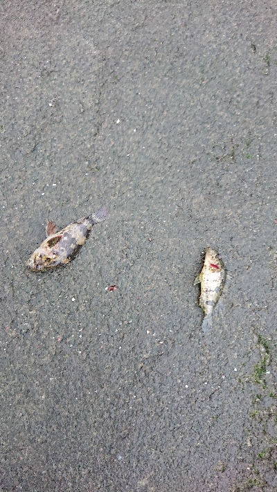 久しぶりのライト