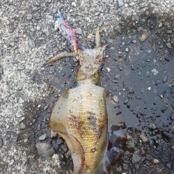 アオリイカ三杯