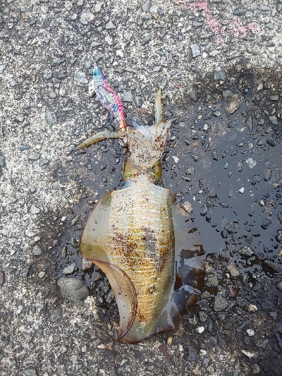 アオリイカ三杯