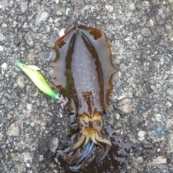 おまけ付きで。