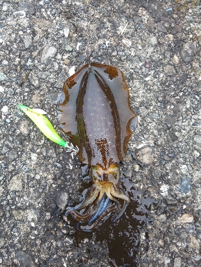 おまけ付きで。