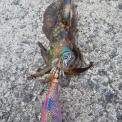 秋イカ早くも始まりかな。