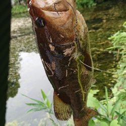 夏の釣り