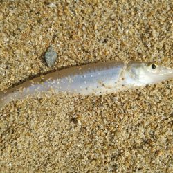 リリースサイズばっかり