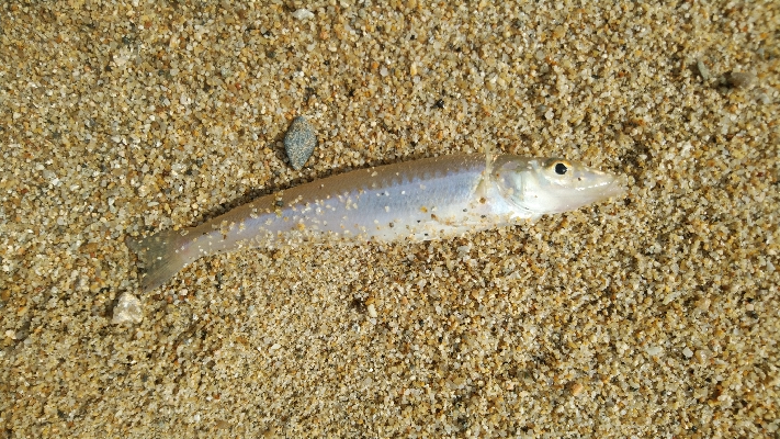 リリースサイズばっかり