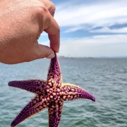 ヒトデラッシュ