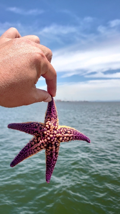 ヒトデラッシュ