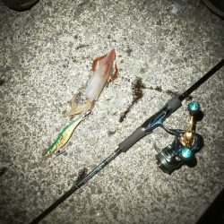 剣、紋、蛸、頭