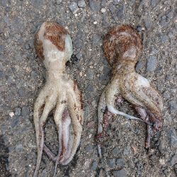 タコチャレンジ3度目の正直