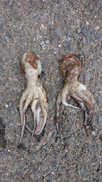 タコチャレンジ3度目の正直