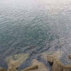 イカを釣りに行ったんですけど…