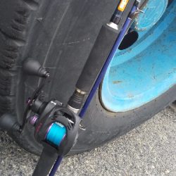 今日は大潮っす！