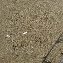 紀北サーフでキス