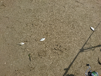 紀北サーフでキス