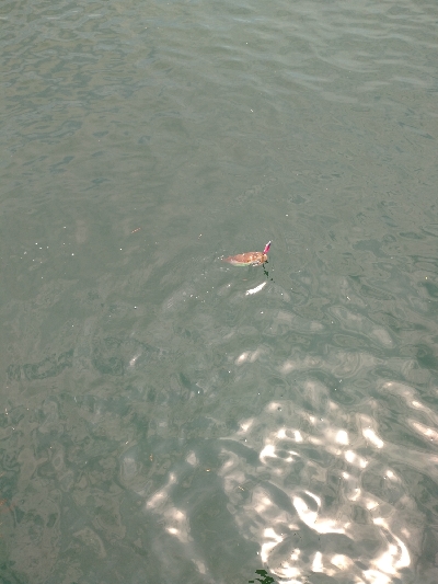 釣場清掃からのエギング