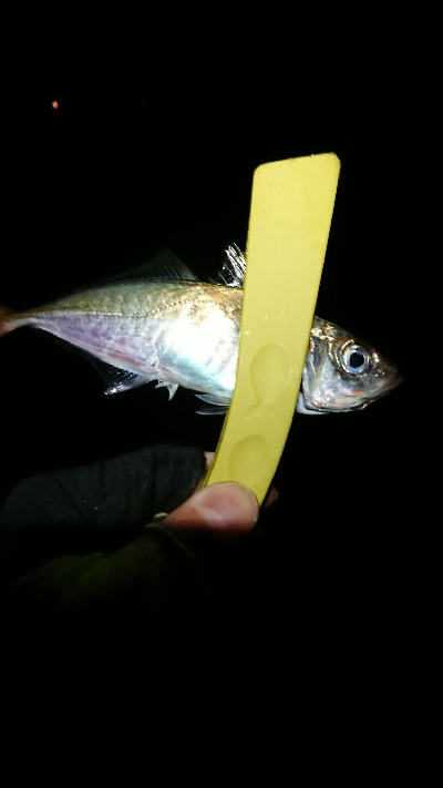 だいぶ渋くなった