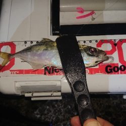 大雨後のアジング