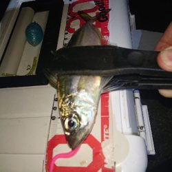 アジのサイズが上がらない