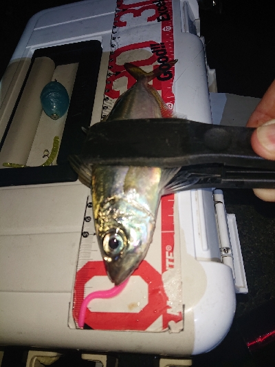 アジのサイズが上がらない