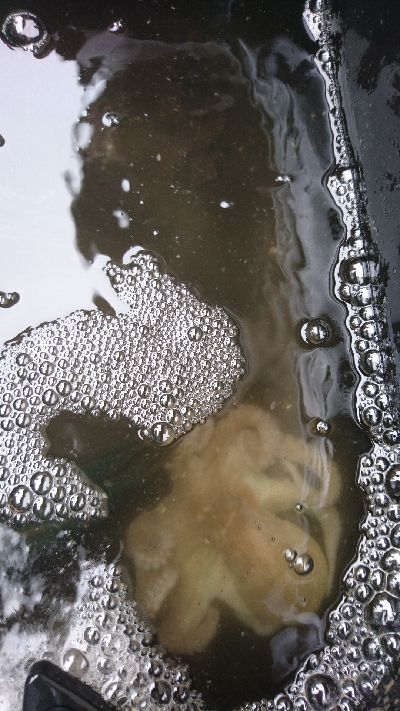 朝5時からチャレンジもタコ１杯