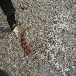 緊急事態宣言解除後のｼﾞｮｱｼﾞｷﾞ＆ちょい投げ釣果