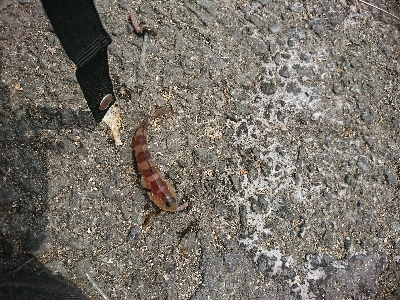 緊急事態宣言解除後のｼﾞｮｱｼﾞｷﾞ＆ちょい投げ釣果