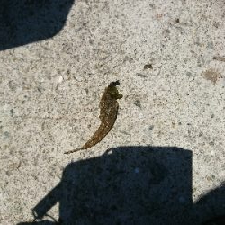 何じゃコイツは??怪魚?