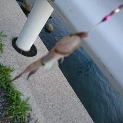 ちょい投げリリース5種盛り合わせ(;´д｀)