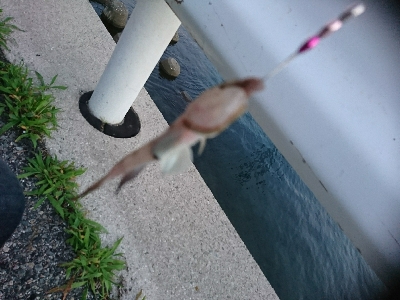 ちょい投げリリース5種盛り合わせ(;´д｀)