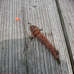 黒髭軍団会長のコサバでこんなん釣れましてん(笑)