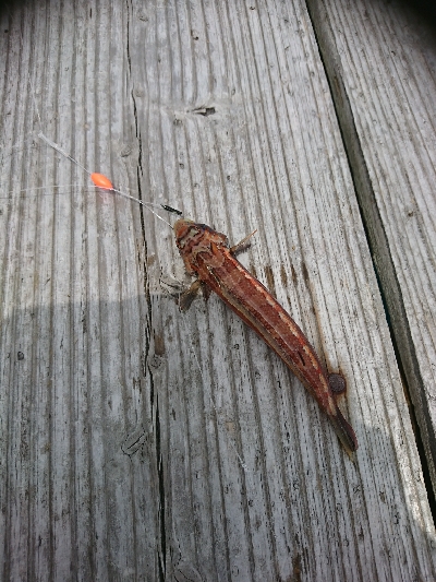 黒髭軍団会長のコサバでこんなん釣れましてん(笑)