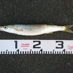 今年初の尺超えカマスをルアーでゲット！！