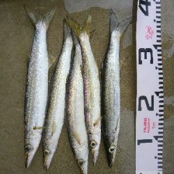 暴風雨の朝マズメに堤防カマス釣果!!