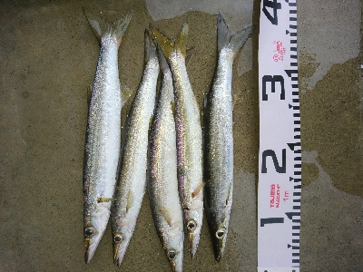 暴風雨の朝マズメに堤防カマス釣果！！