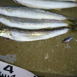 朝マズメの尺超えカマス入れ食い!!