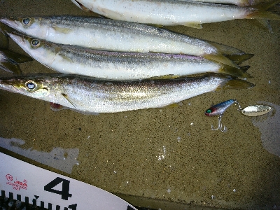 朝マズメの尺超えカマス入れ食い！！