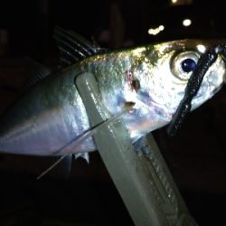 淡路島観光ホテル·アジング爆釣！