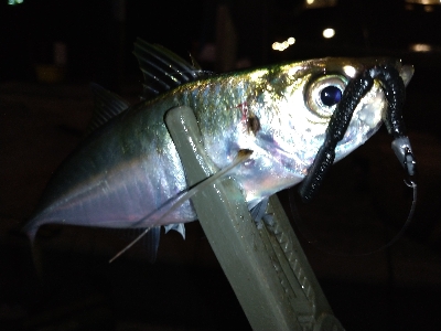 淡路島観光ホテル·アジング爆釣！