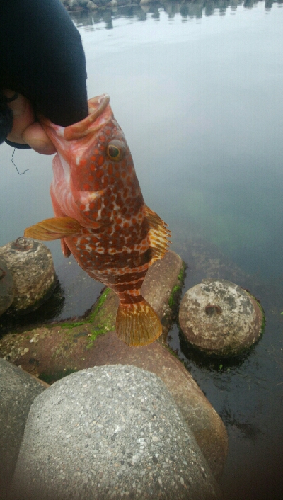 ヒラメ狙いで、キジハタ5匹！