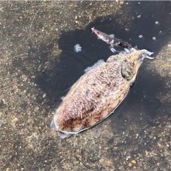 新島赤灯台にて♪GUNNING-STYLE