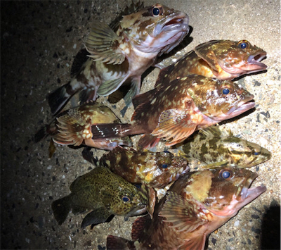 ロックフィッシュ4種盛り