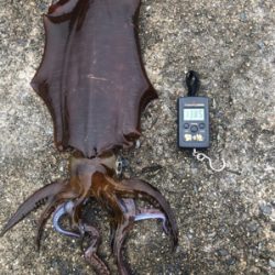 アオリ・コウイカ共 良型！