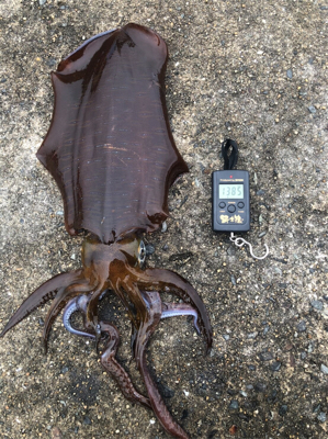 アオリ・コウイカ共 良型！