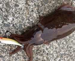 紋甲イカは朝まずめが熱い♪GUNNING-STYLE